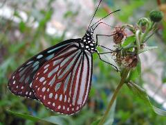琉球青斑蝶 
